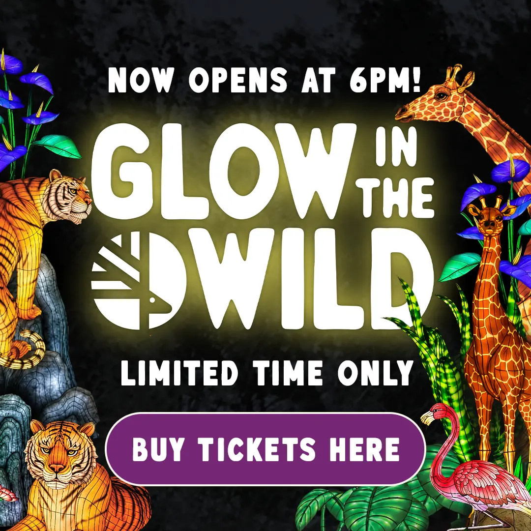 Various animal lanterns surround the Glow in the Wild logo