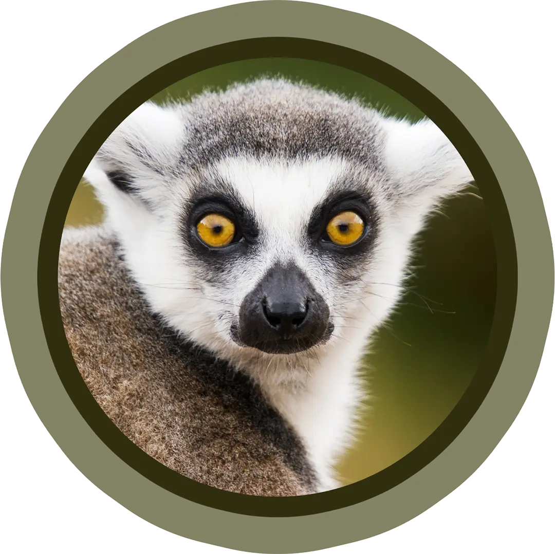 Ring-Tailed-Lemur