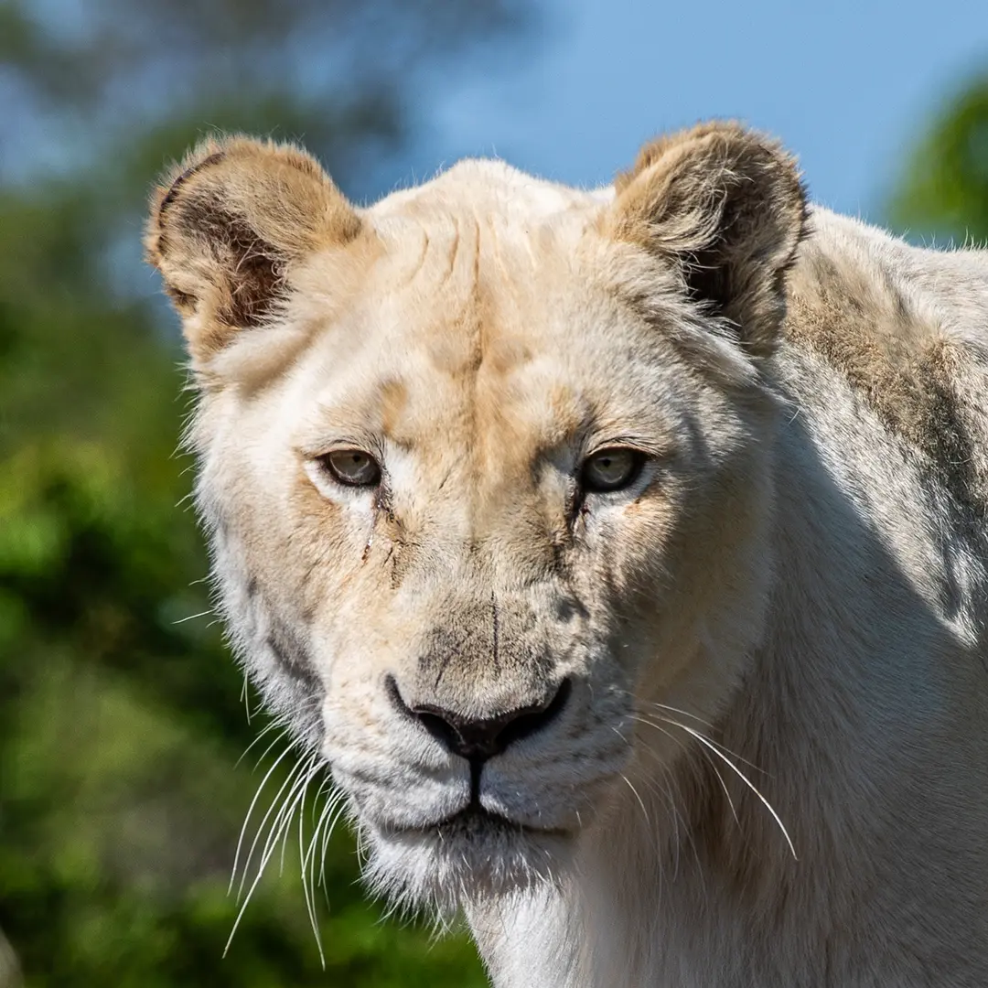 Female African lion at your Toronto Zoo