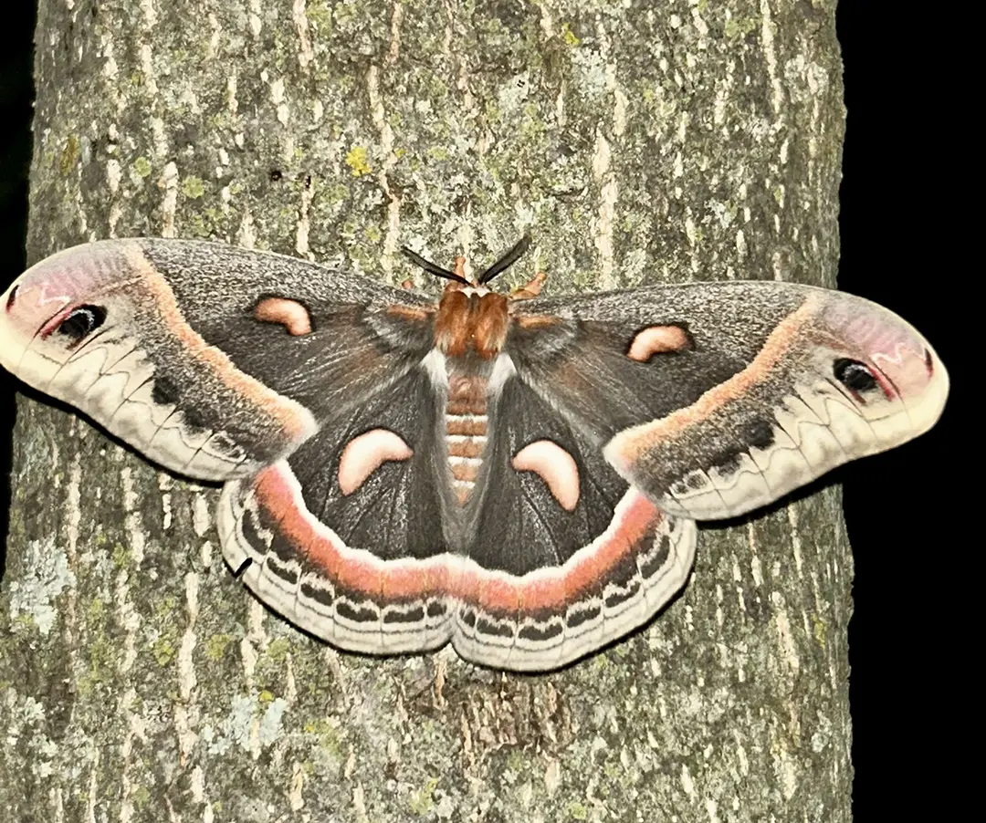 Moth rests on tree bark