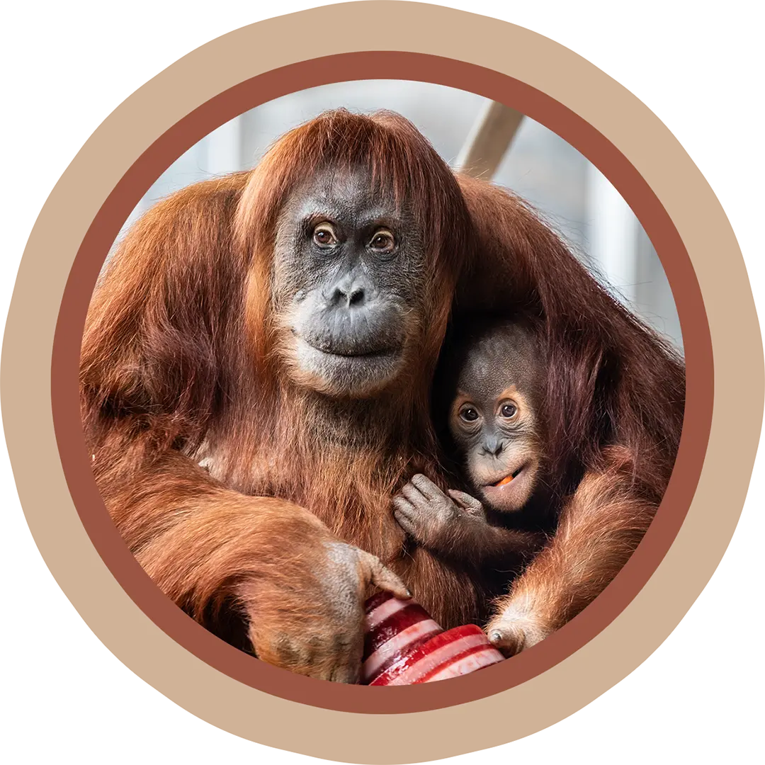 Sumatran Orangutan Wali and Sakali posing for the camera