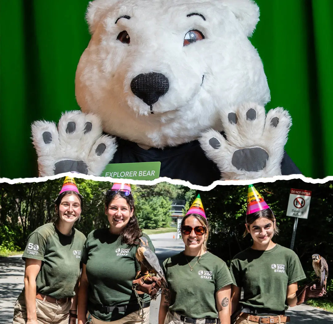 Explorer Bear celebrating your Toronto Zoo's birthday