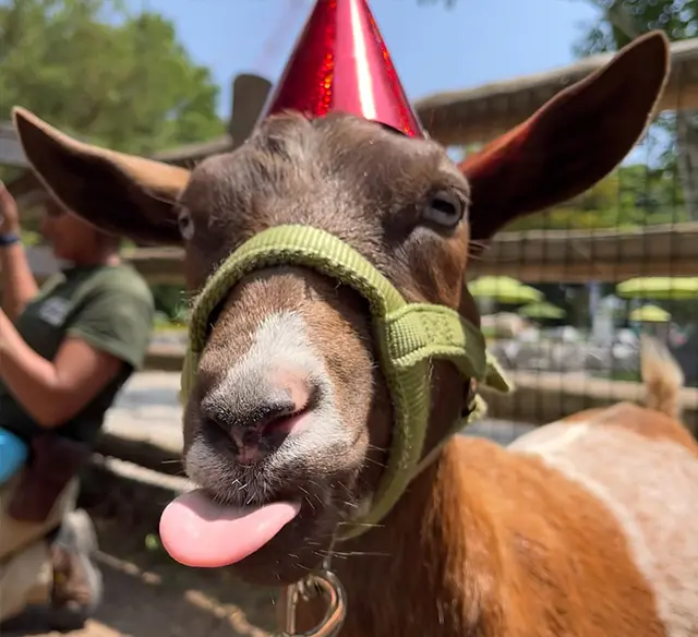Goat wearing a birthday hat