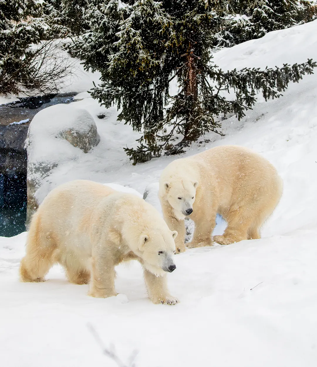 Wolves howling at the Zoo