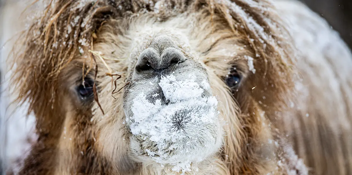 What's Happening At Your Toronto Zoo