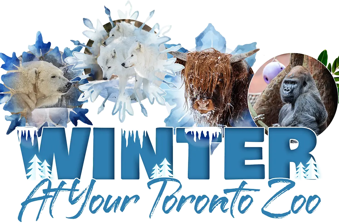 What's Happening At Your Toronto Zoo