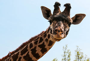Masai Giraffe