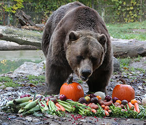 grizzly bear eating pumpkins and other festive treats