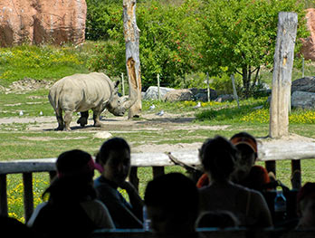 Group watching the White Rhino outdoors at the Zoo