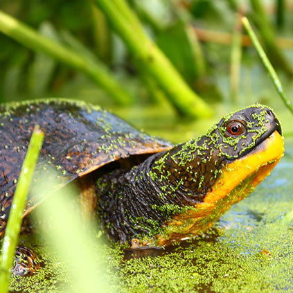 A turtle peaks its head out of the water