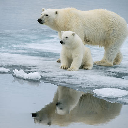 Polar bear mother and baby on the ice