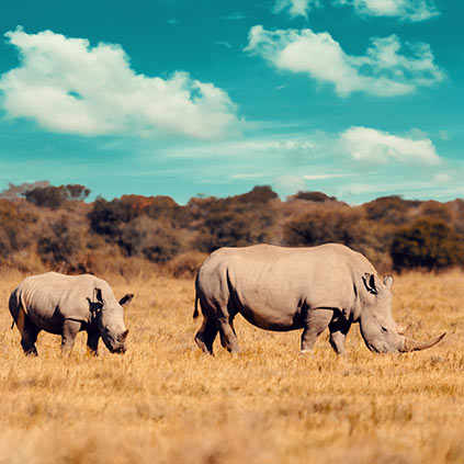 White Rhino Mother and young out on the grasslands