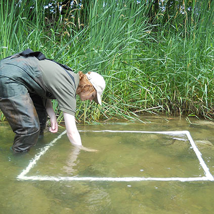 Conservationist counting mussels in river