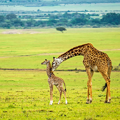 Mother Giraffe feeding a baby on grassland plains