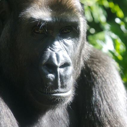 Gorilla stairing into camera