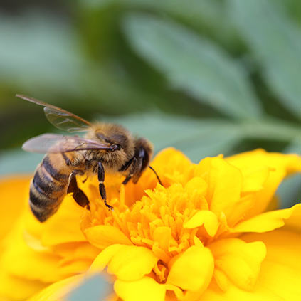 Bee collecting pollen from a flower