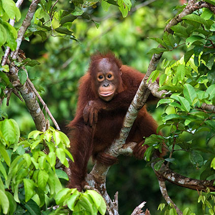 Orangutan sitting in a tree