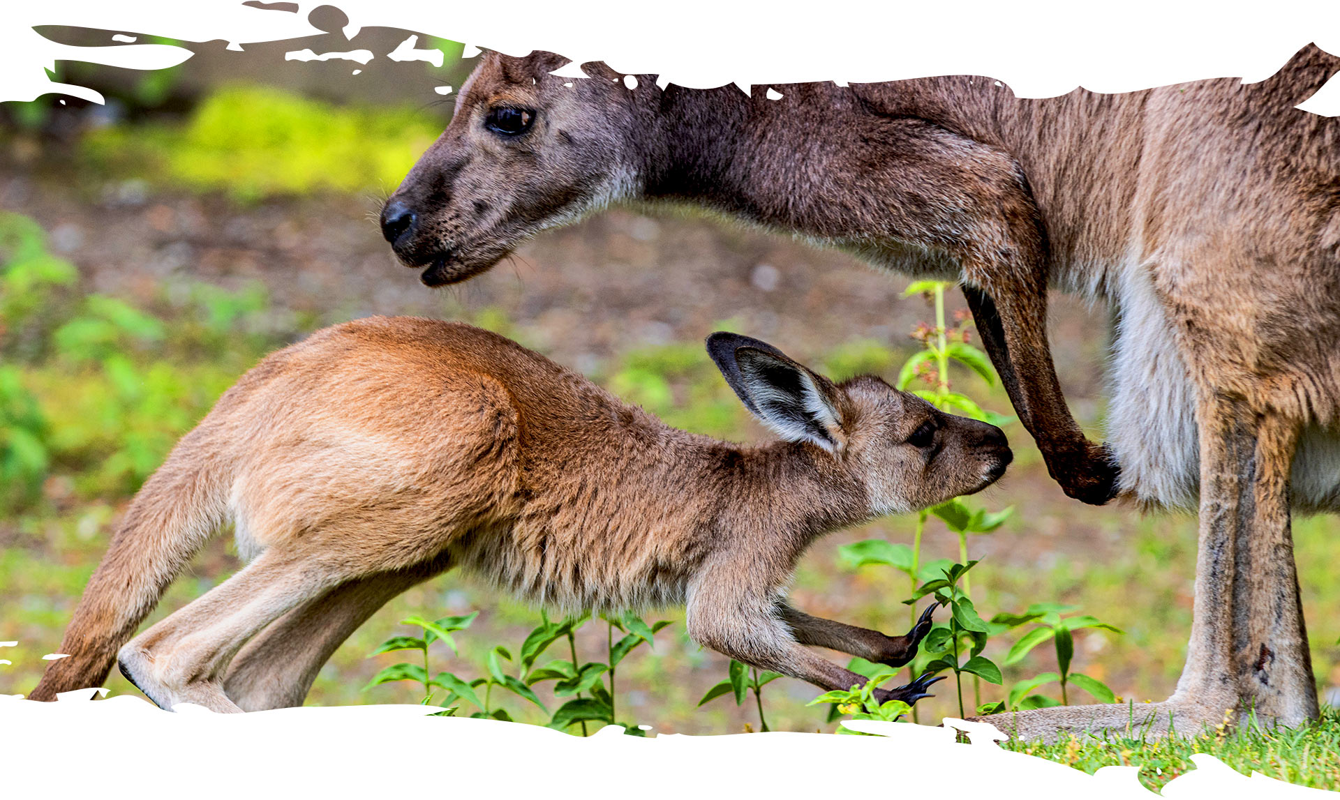 Kanagaroo joey and mom