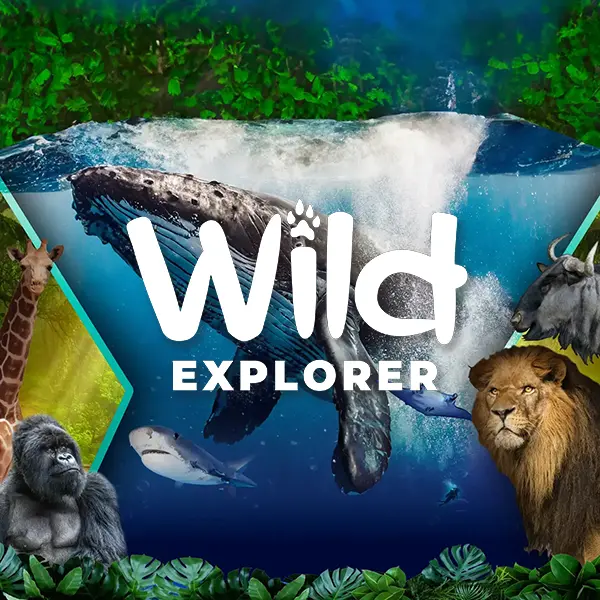 Wild Explorer