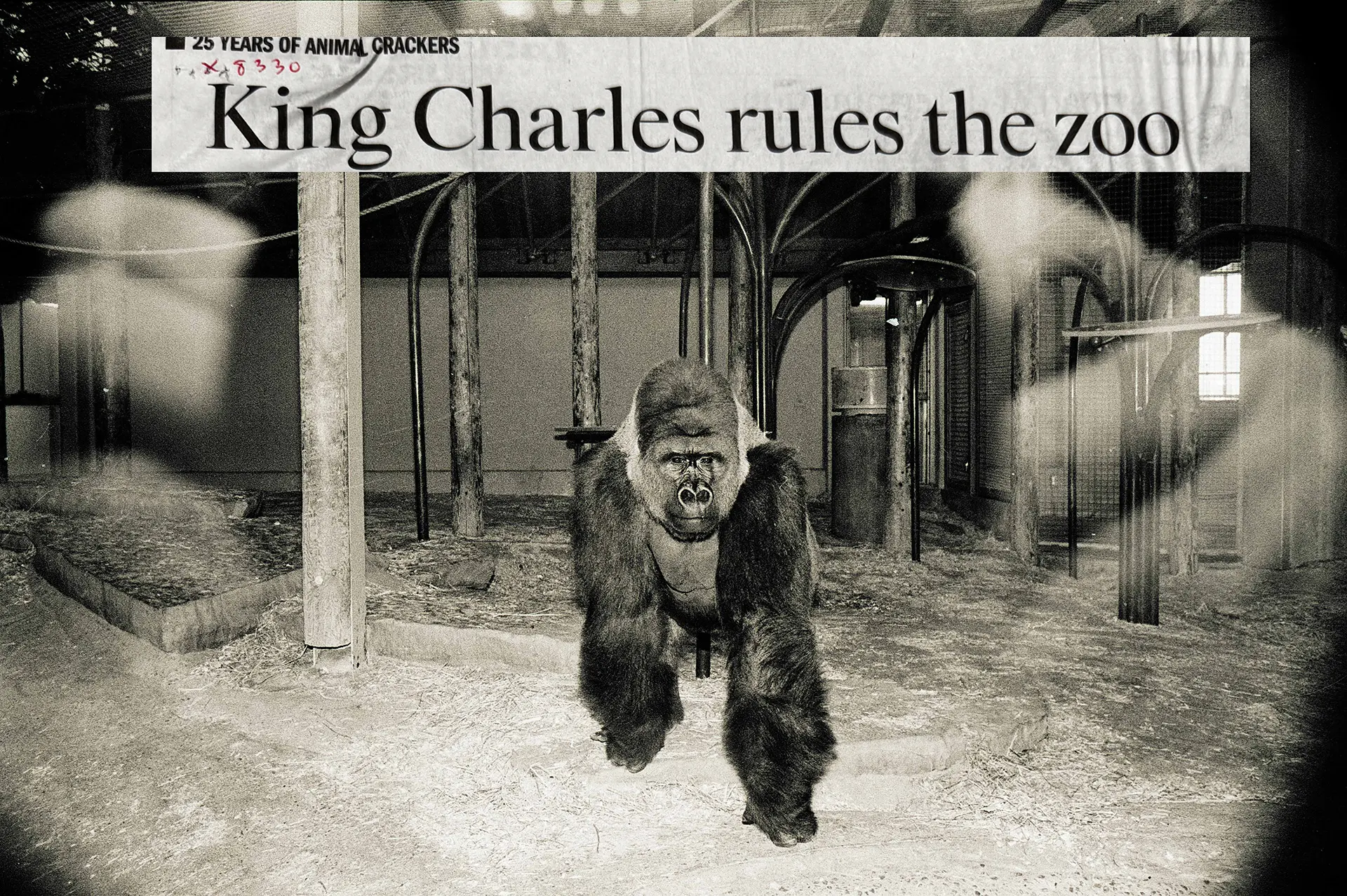 Photo of Charles in his habitat at the Zoo in the 1980's. Standing prowd middle of the frame with a news headline above him saying 'King Charles rules the zoo'