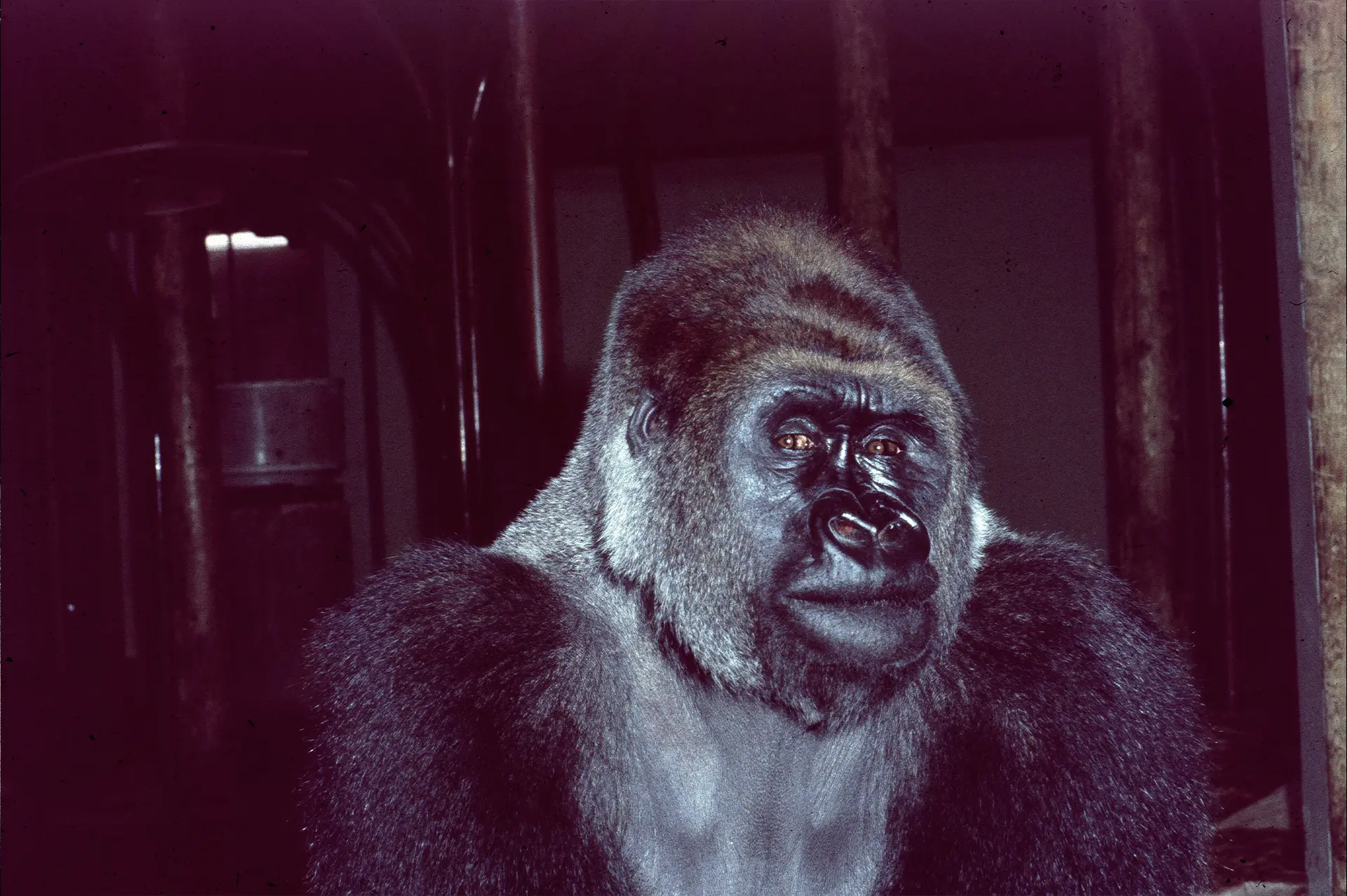 photo of Charles from the 1980's as he stares directly into the camera with a whimsical smile