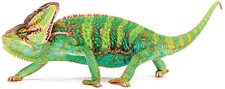 chameleon