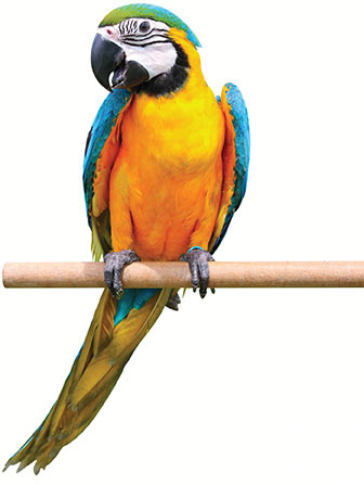 Macaw sitting on a wooden stick
