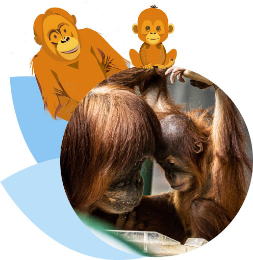 Toronto Zoo Sumatran Orangutans Mother Sekali and baby Wali