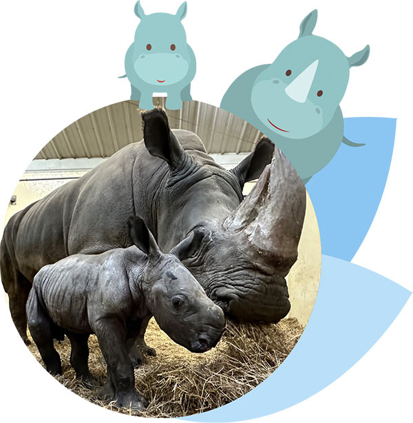 White rhino and baby at the Toronto Zoo