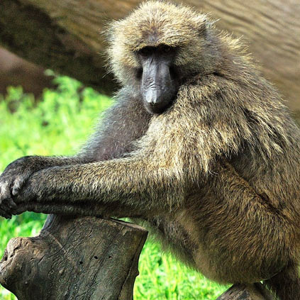 Olive Baboon