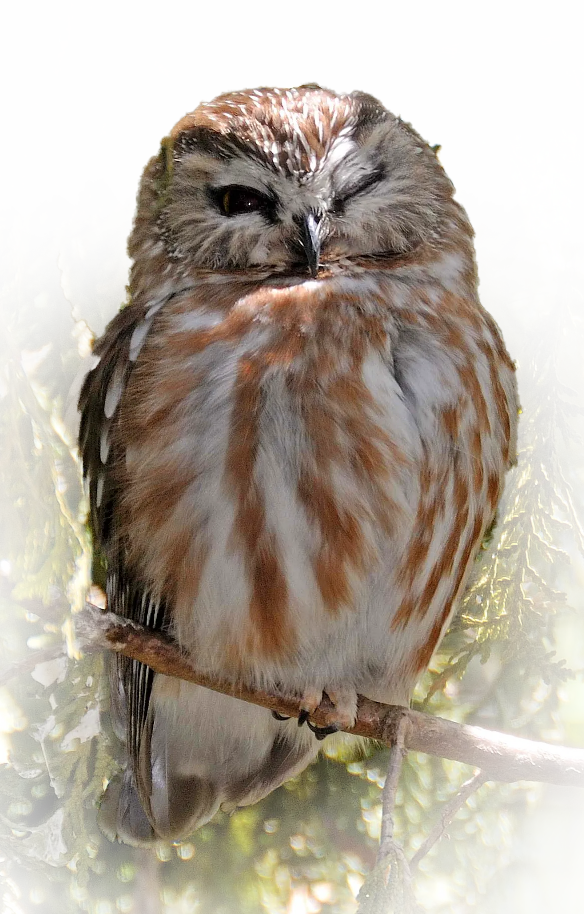SawWhet Owl at your Toronto Zoo
