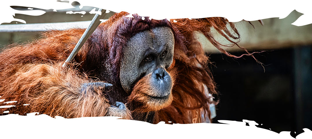 Sumatran Orangutan Budi - at the Toronto Zoo