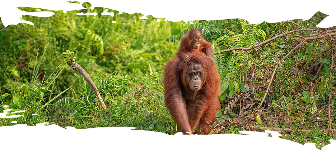 Orangutan mother with a baby on her back walking in the rainforest