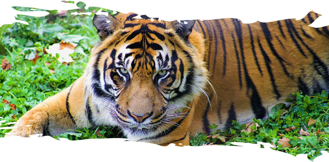 Sumatran Tiger at the Toronto Zoo