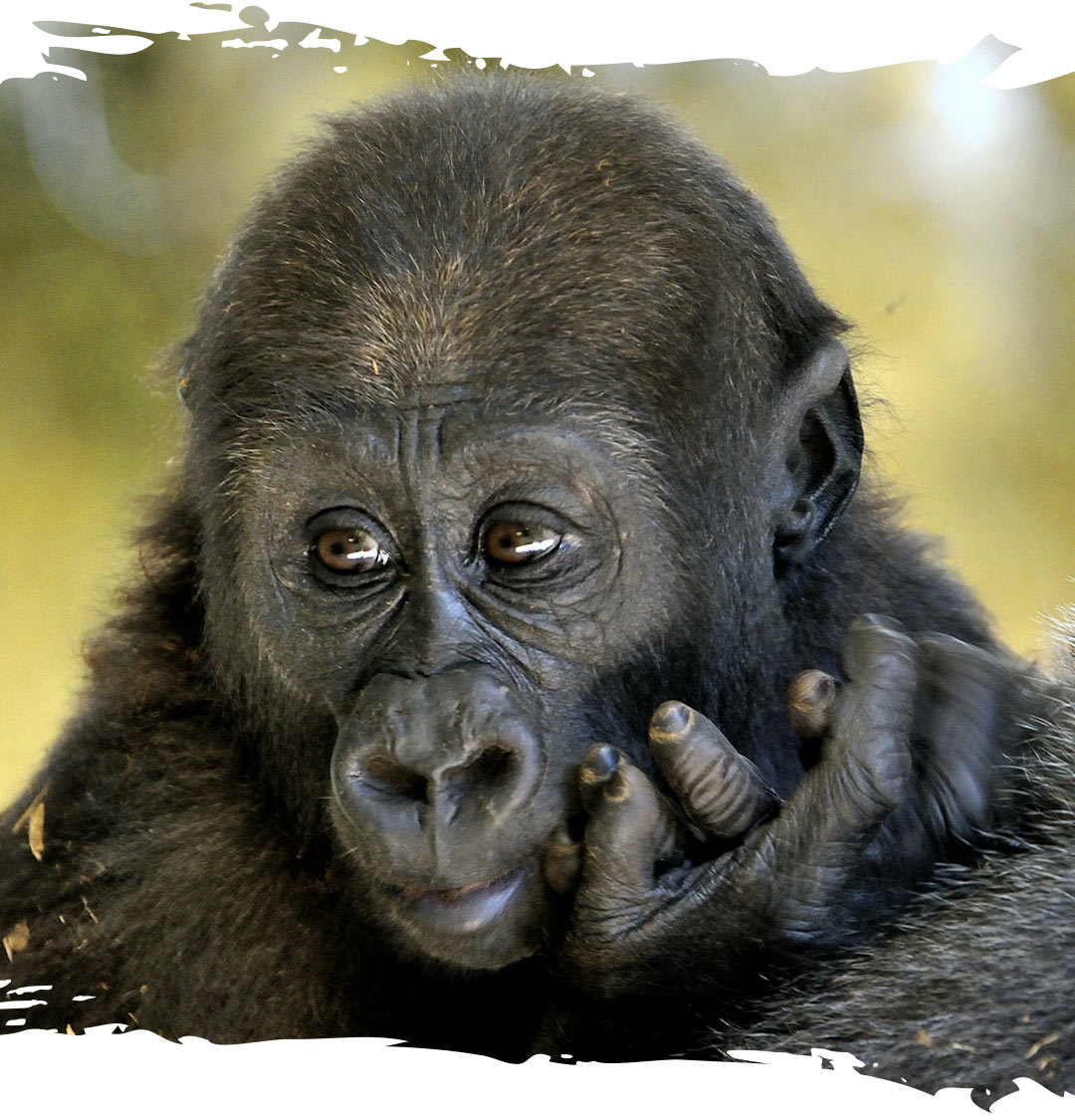 Young Nassir a Western lowland gorilla here at the Toronto Zoo