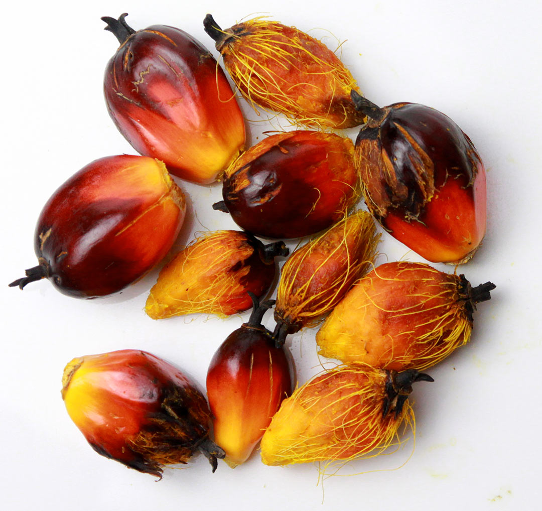 Fruit of the African oil palm tree