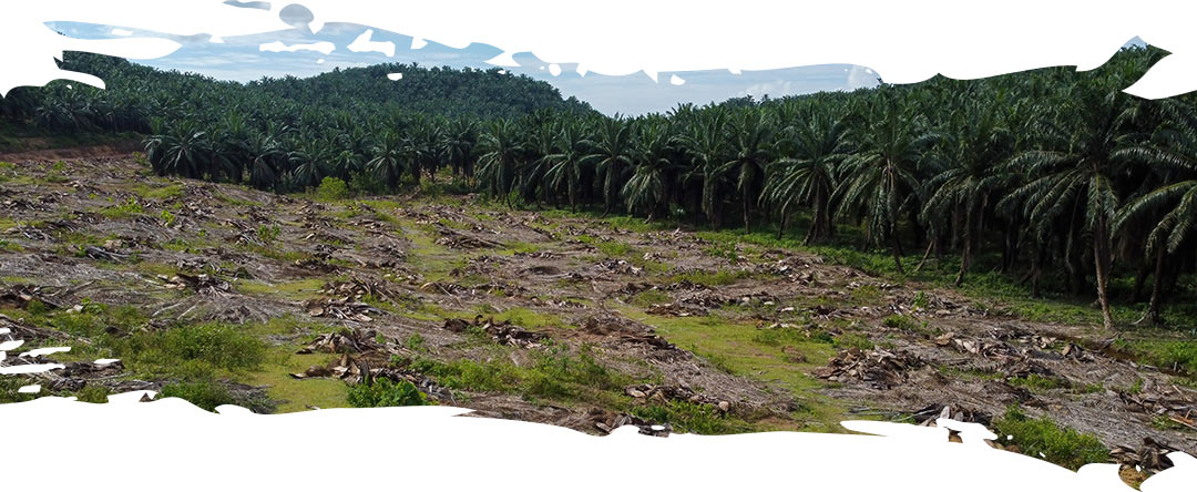 Clear cut rainforest in Sumatra making way for expanded palm plantations