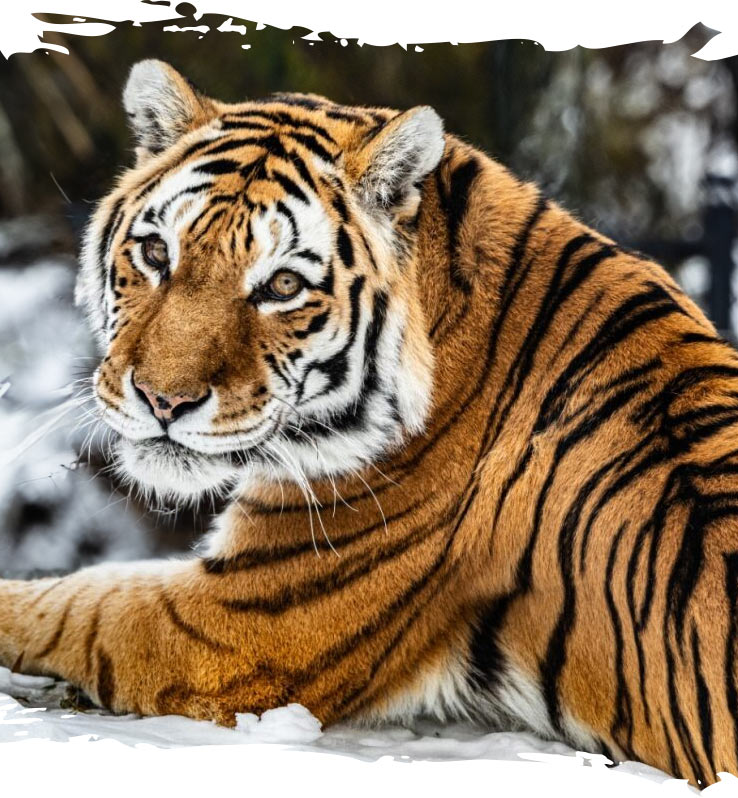 Amur Tiger lays in the snow at the Zoo