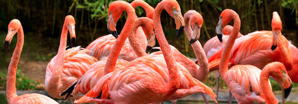 Toronto Zoo | Jobs & Careers Toronto Zoo | Jobs & Careers
