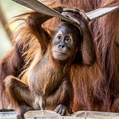 Baby orangutan Wali with Mom at the Toronto Zoo