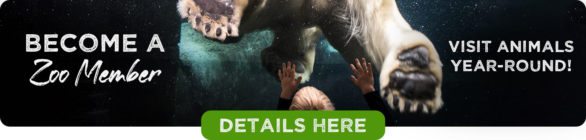 A boy has his hands on the glass as a polar bear pushes away with it's back paws. BECOME A ZOO MEMBER! Visit Animals Year-Round! Details Here!