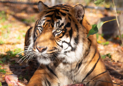 Hari the tiger crouched on some leaves