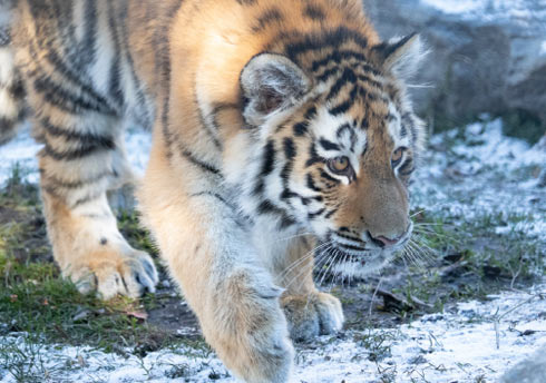 Mila, a young looking tiger walking on snow