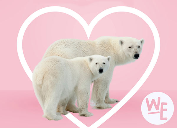 Two polar bears standing in a heart shape