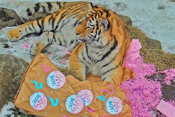 Tiger is laying beside a shredded bag that shows pink confetti and plates strewn about that say 'Girl or Boy?'
