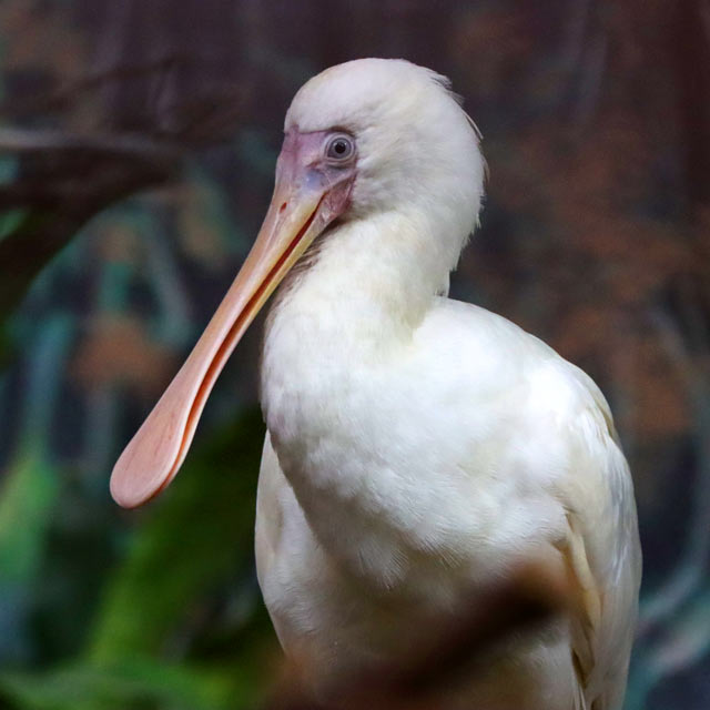 Sacred Ibis