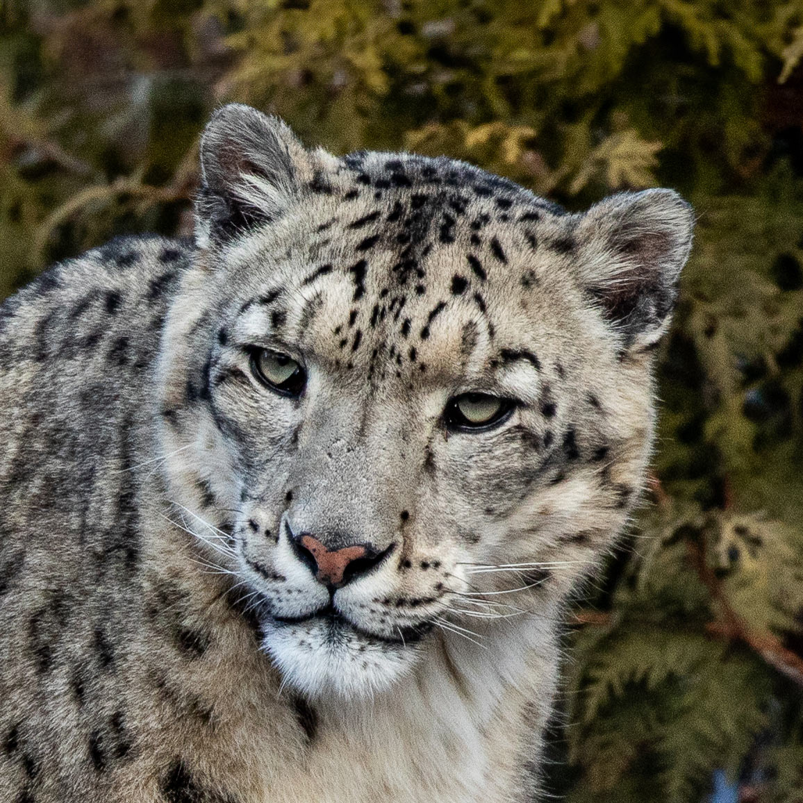 Snow Leopard