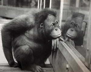 Puppe looking out the glass