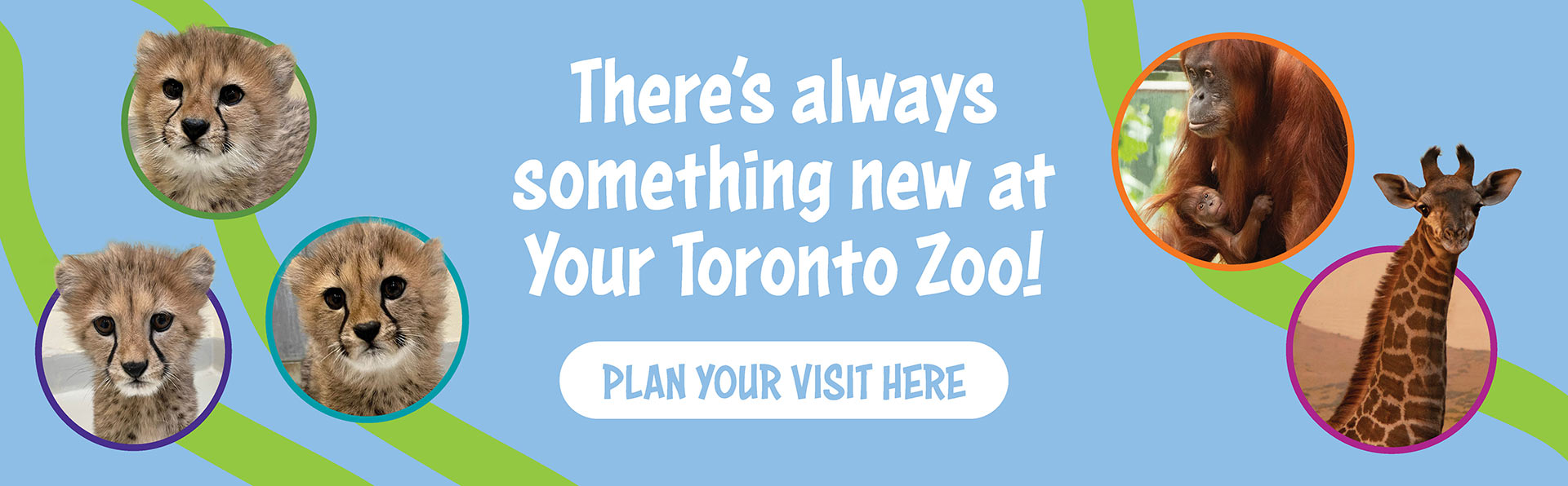 There's always something new at your Toronto Zoo