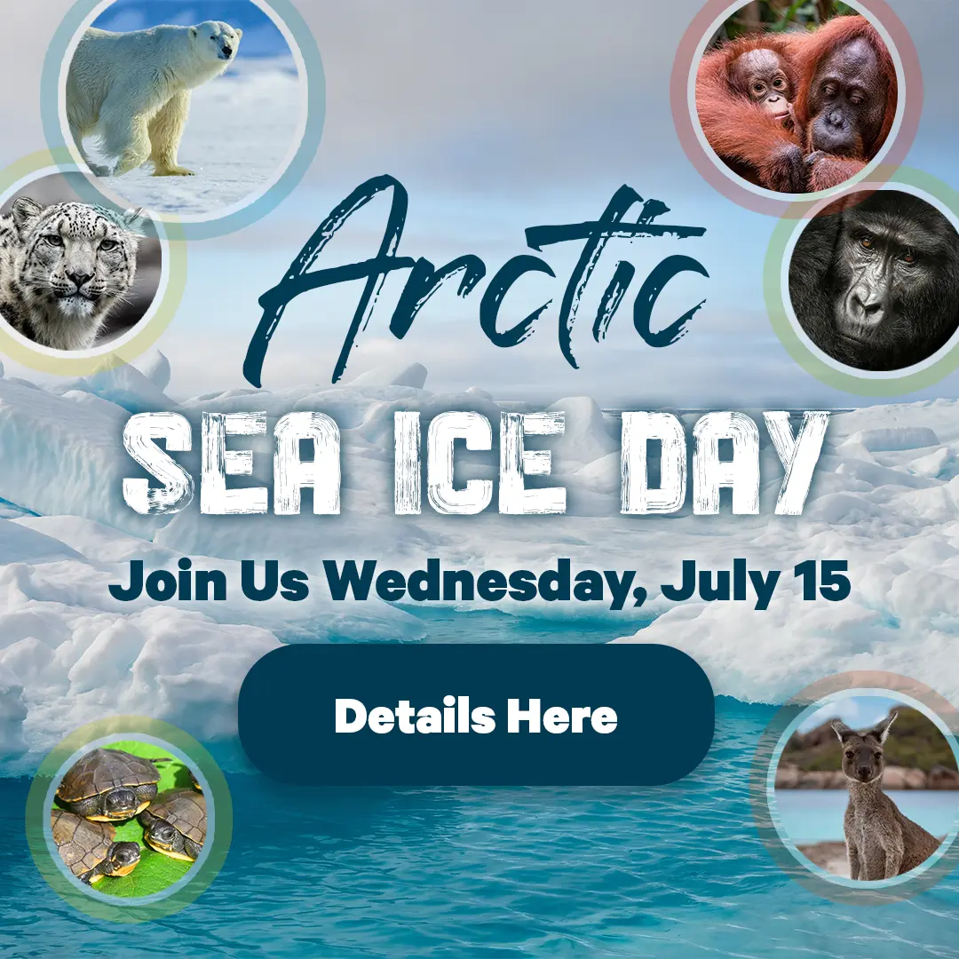 Arctic Sea Ice Day - Join Us Wedneday, July 15 - Details Here